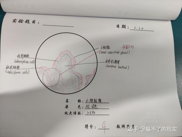 我的组胚红蓝铅笔绘图