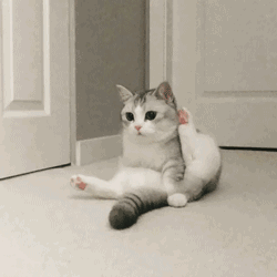 你们有没有珍藏着的猫咪表情包?