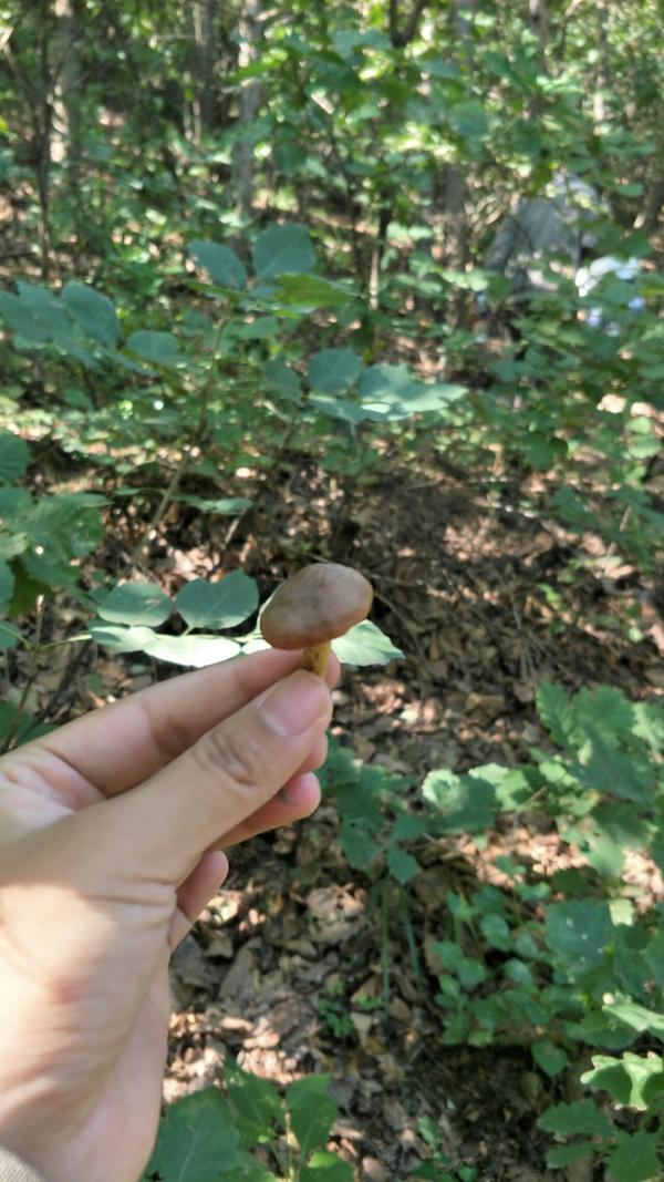 大概立秋以后,不知道哪场雨后就可以捡蘑菇了,多山的承德山上有各种