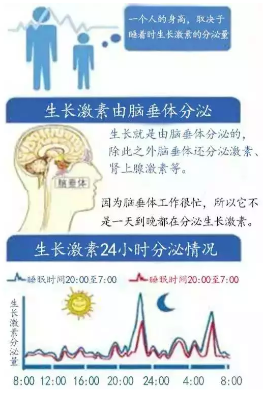 没错,生长激素分泌最多的两个时段,分别是