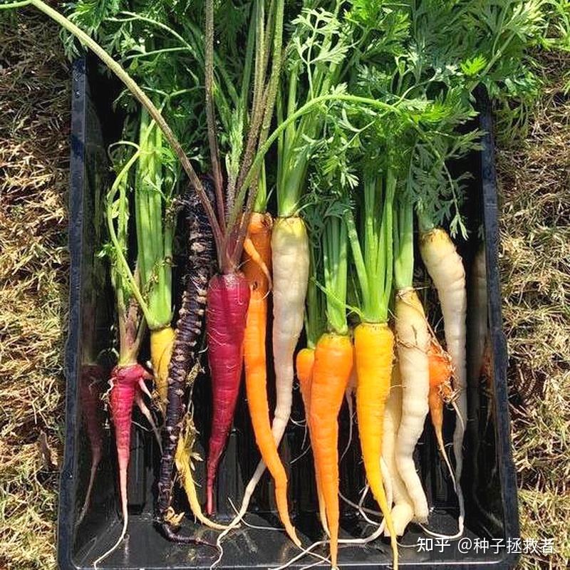 秋冬季适播品种推荐彩虹胡萝卜rainbowblendcarrot