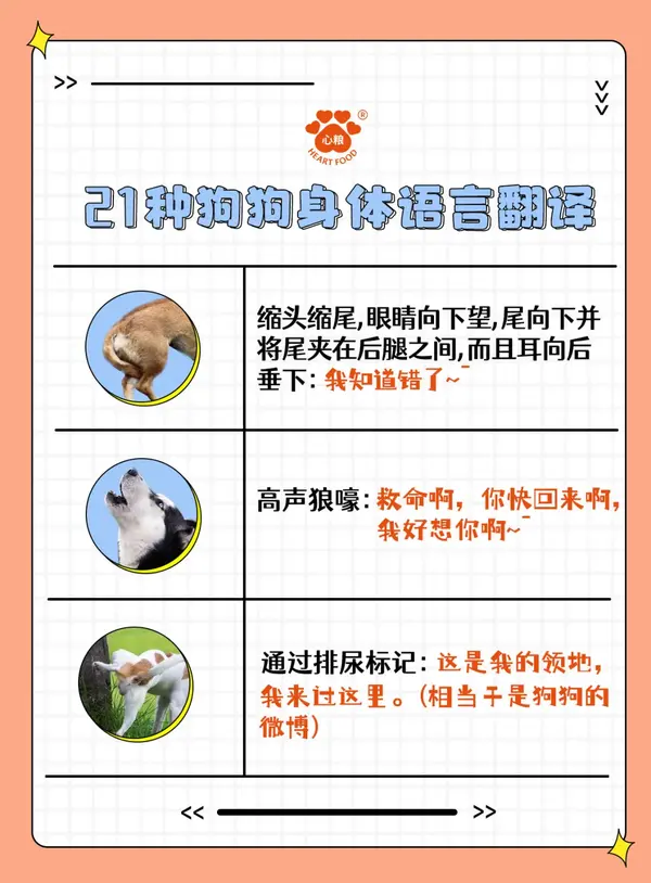 新手养狗21种狗狗身体语言翻译一秒认全