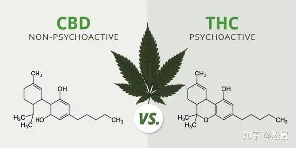 含量最高的两种为thc(四氢大麻酚,致幻成瘾成分)和cbd(大麻二酚,非