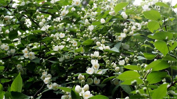 茉莉花 jasmine