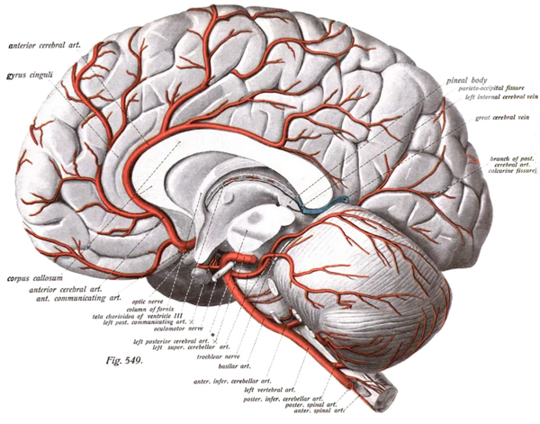 大脑解剖图-the verge