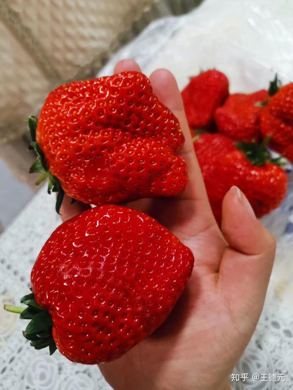 丹东99草莓为什么这么好吃
