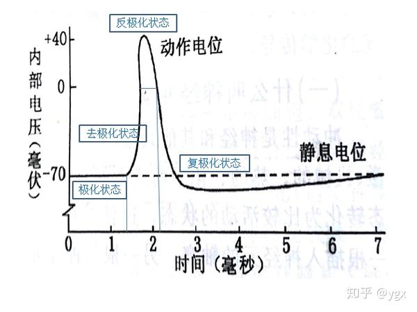 内-外的电位差为 40mv,Na 往内流 极化状态:静息状态,内负外正 去极化