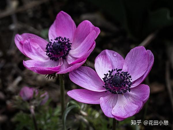 银莲花 作为网红花材,银莲花拥有缤纷的色彩和c位般的存在感,经常