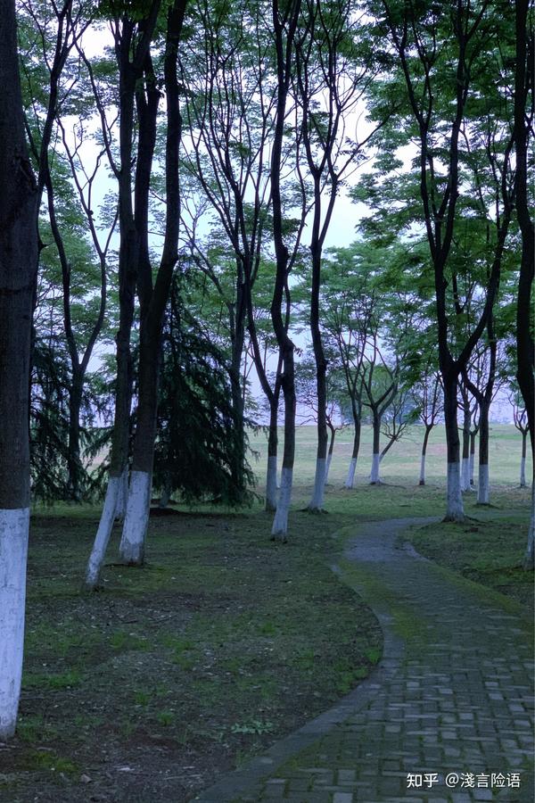 南京体育公园的网红树