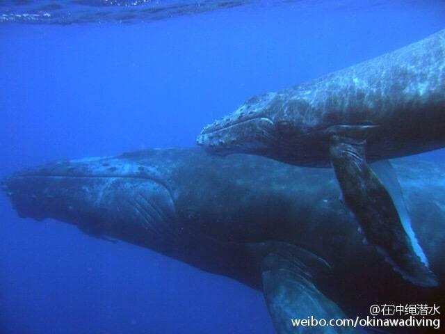 日本人为什么把座头鲸叫做座头鲸的真相大白
