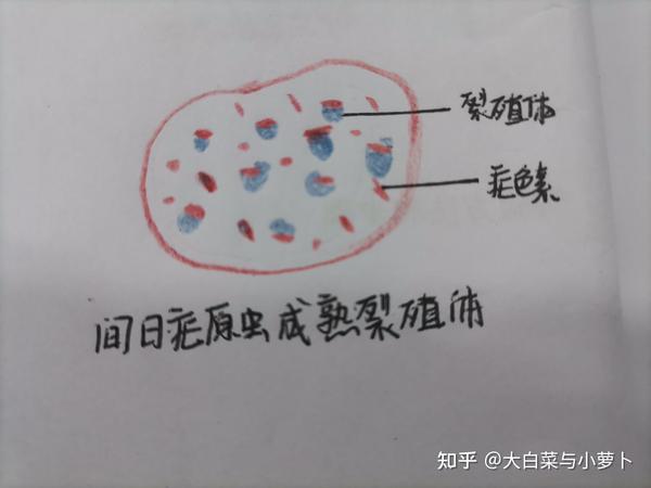 5.间日疟原虫成熟裂殖体