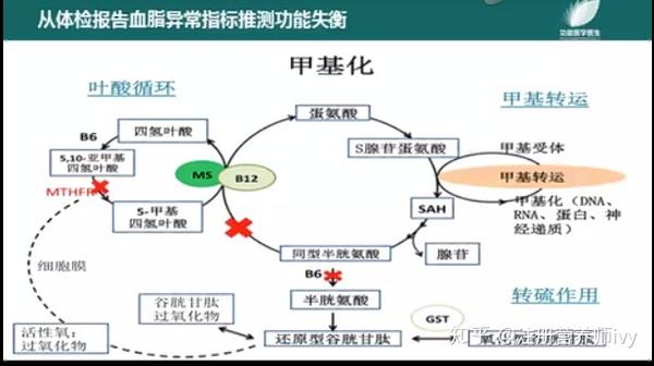 甲基化 蛋氨酸的循环过程分两个途径,大约有50%通过 甲基化完成,另外