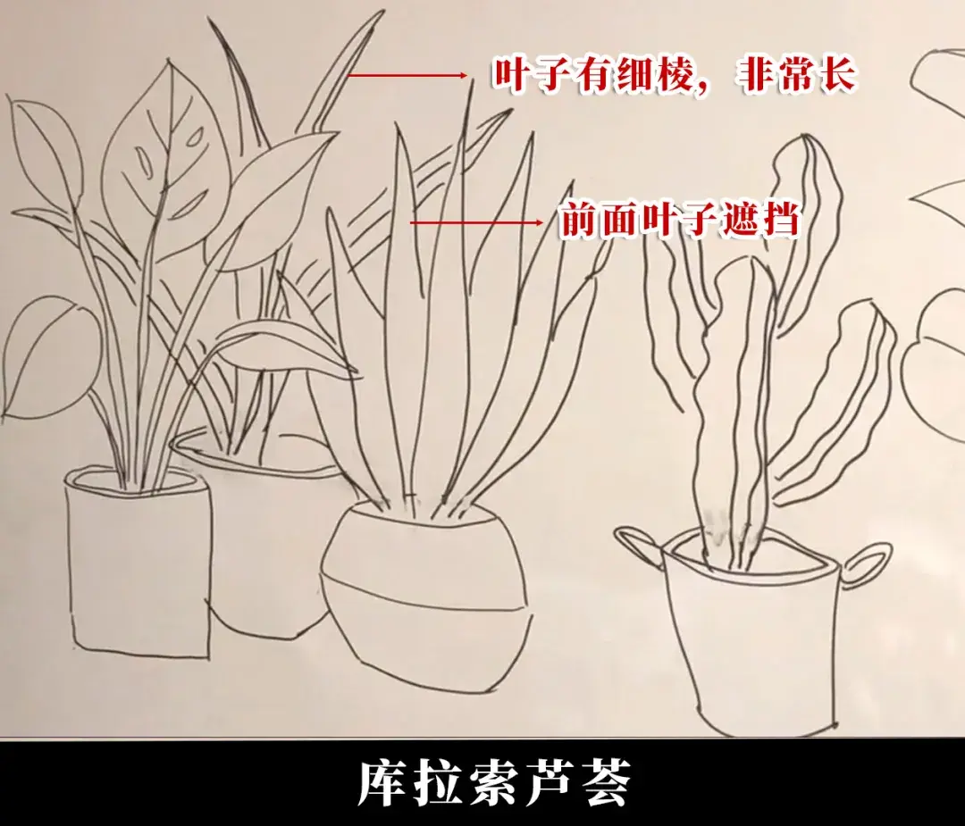 画法拆解教你7种简笔画ins风植物