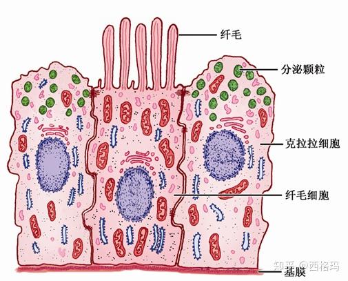 ④  终末支气管:上皮单柱,少量纤毛细胞,大量clara细胞.