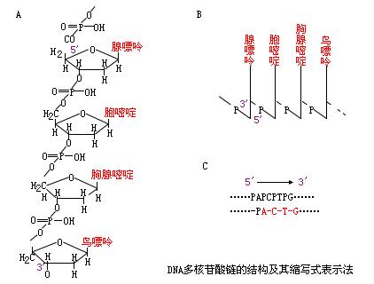 外行入门生物信息学基础生物知识核酸