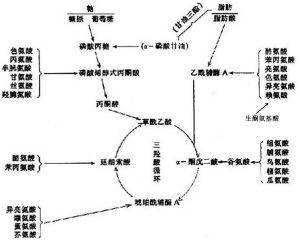 脂肪的一小部分经过一些生理活动即可形成糖