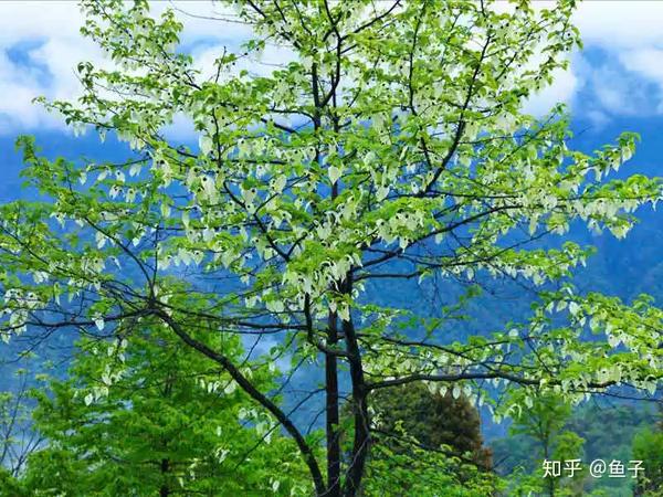 又叫 鸽子树,水梨子,鸽子花树,是 蓝果树科,珙桐属落叶乔木,本属2种