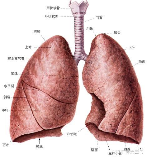 肺是人体的呼吸器官,也是人体重要的造血器官,位于胸腔,左右各一