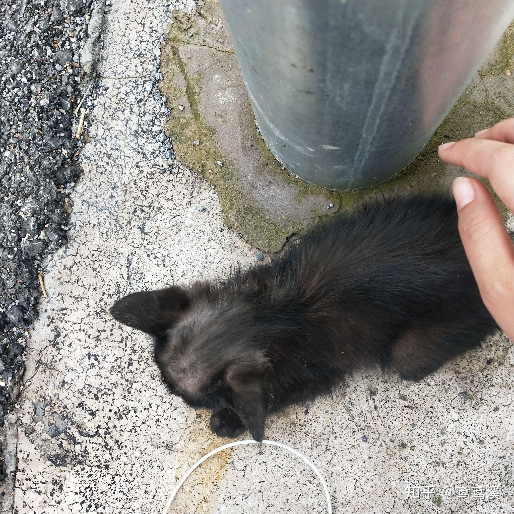 被野猫咬破皮会得狂犬病吗