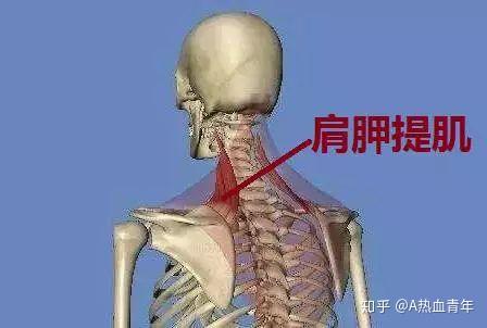 神经支配:要神经前支(t12-l3) 起至第1-4颈椎横突,止于肩胛骨内侧角