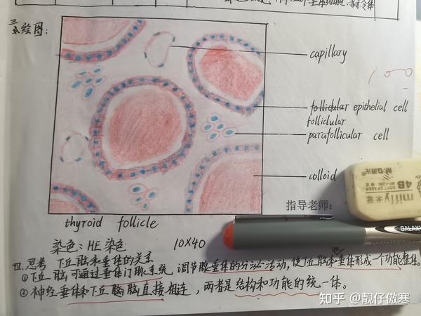 供医学生参考使用 1,单层柱状上皮 以上就是全部内容,感谢浏览!