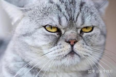 猫主子鄙视的眼神
