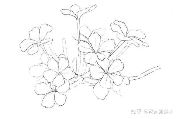 水彩教程 | 水彩——蓝雪花
