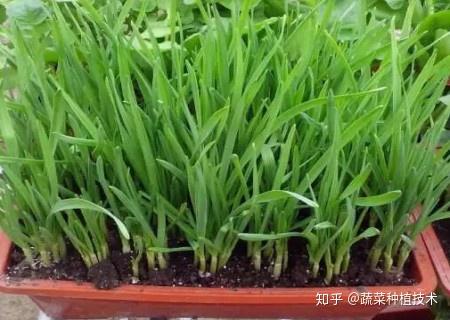 盆栽韭菜怎样种无土栽培盆栽韭菜种植技术