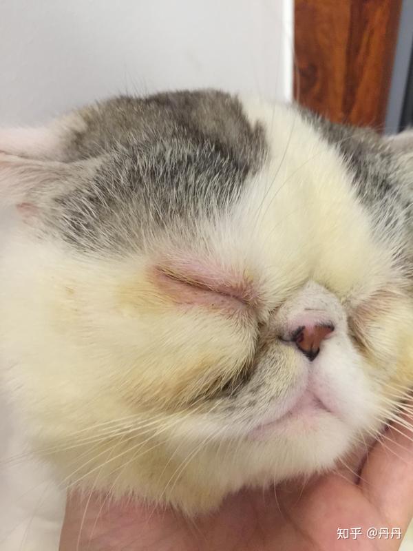 我是如何给我家加菲猫治疗眼睛疱疹病毒感染足足花了一年多的时间