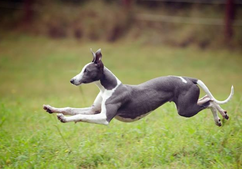 可否推荐些不在禁养名单的短毛犬类