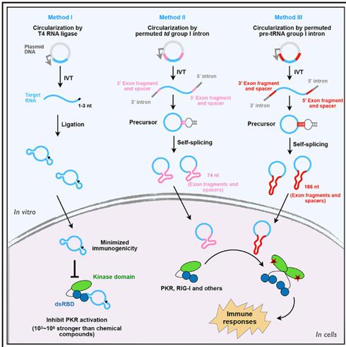 Circrna