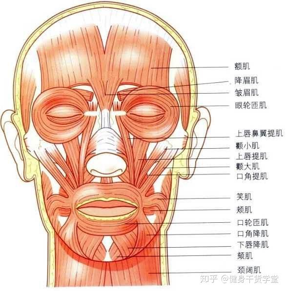 干货每天分享一块肌肉表情肌