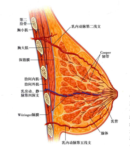 组织内形成和皮肤垂直的条索状的纤维间隔,这些纤维束一端连于胸肌