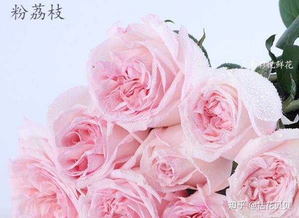 认识花材|这9款粉玫瑰品种你都认识吗