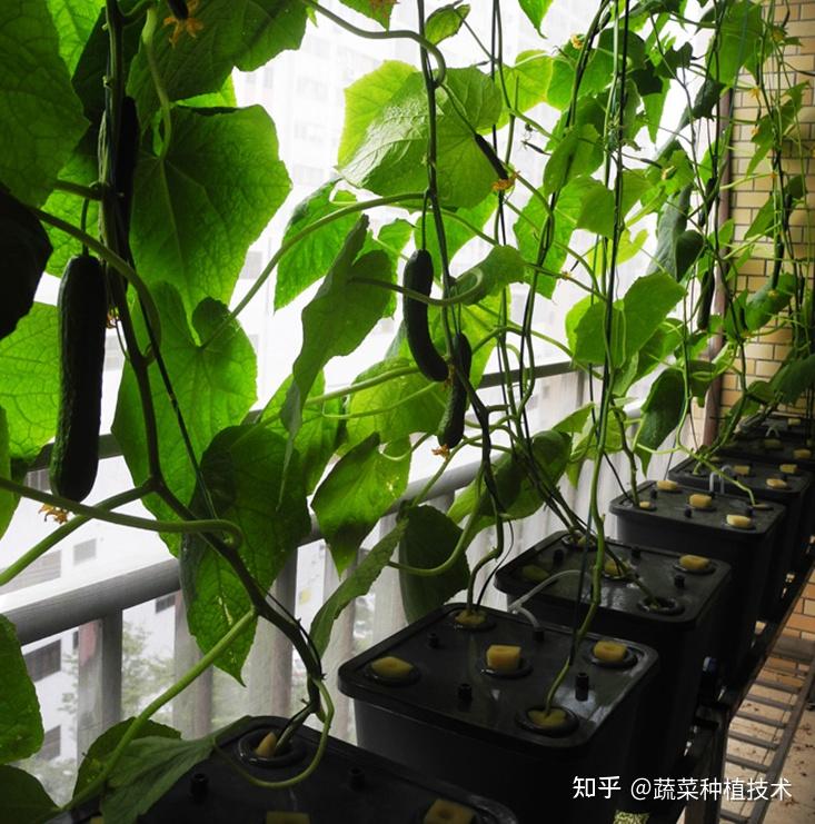 阳台无土栽培蔬菜窍门一:无土栽培蔬菜选择