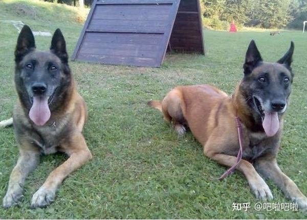 寿命:12~14年 比利时牧羊犬四个品种之一,属聪明,活泼的犬种.