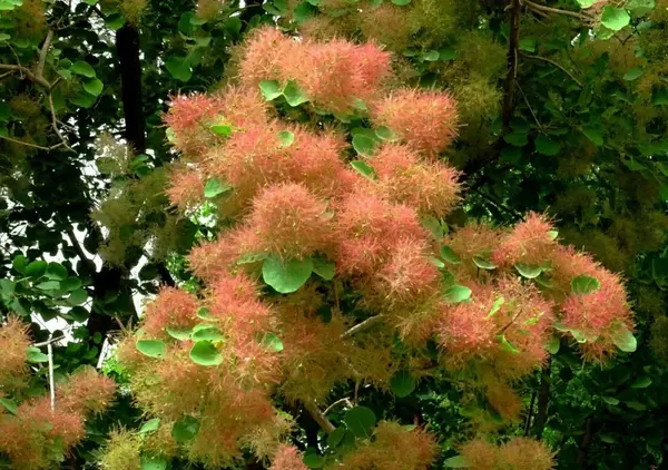 认识植物雾中情人黄栌初夏观花金秋赏叶