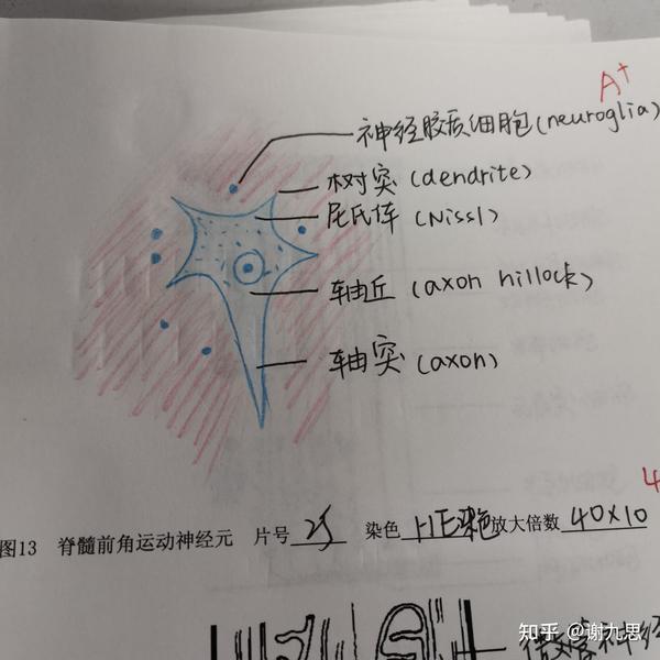 我也来记录一下我的组胚红蓝铅笔图图好耶