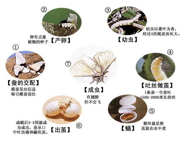 科学表格式教案_数学表格式教案_小学体育教案表格式模板