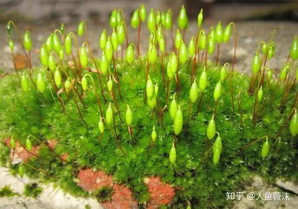 苔花如米小不负韶华用生命绽放