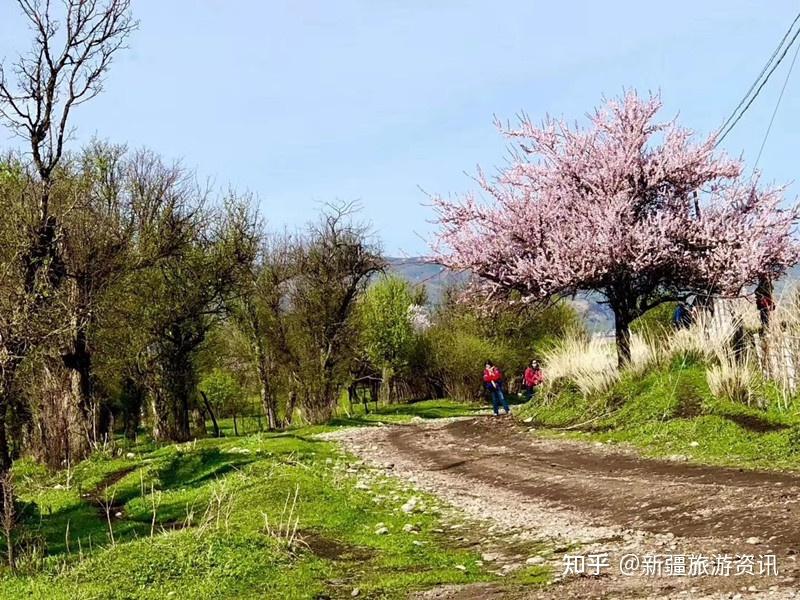 杏花集中的地方分别是霍城县大西沟福寿山和新源县吐尔根乡,以及巩留