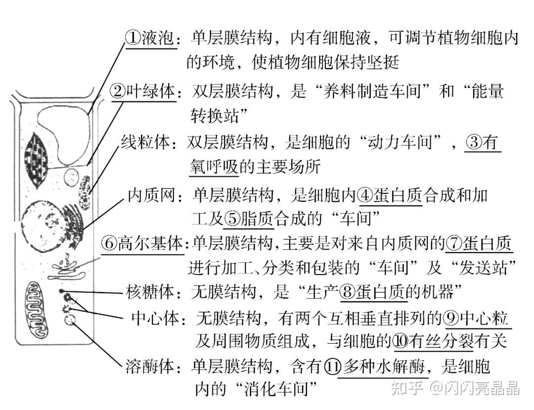 高中生物学大概念:分子与细胞知识结构图,一轮复习必备!