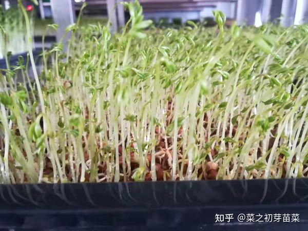 蚕豆芽的种植技术介绍!
