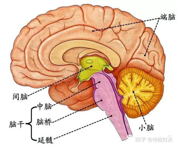 脑位于颅腔内,包括脑干,小脑,间脑和