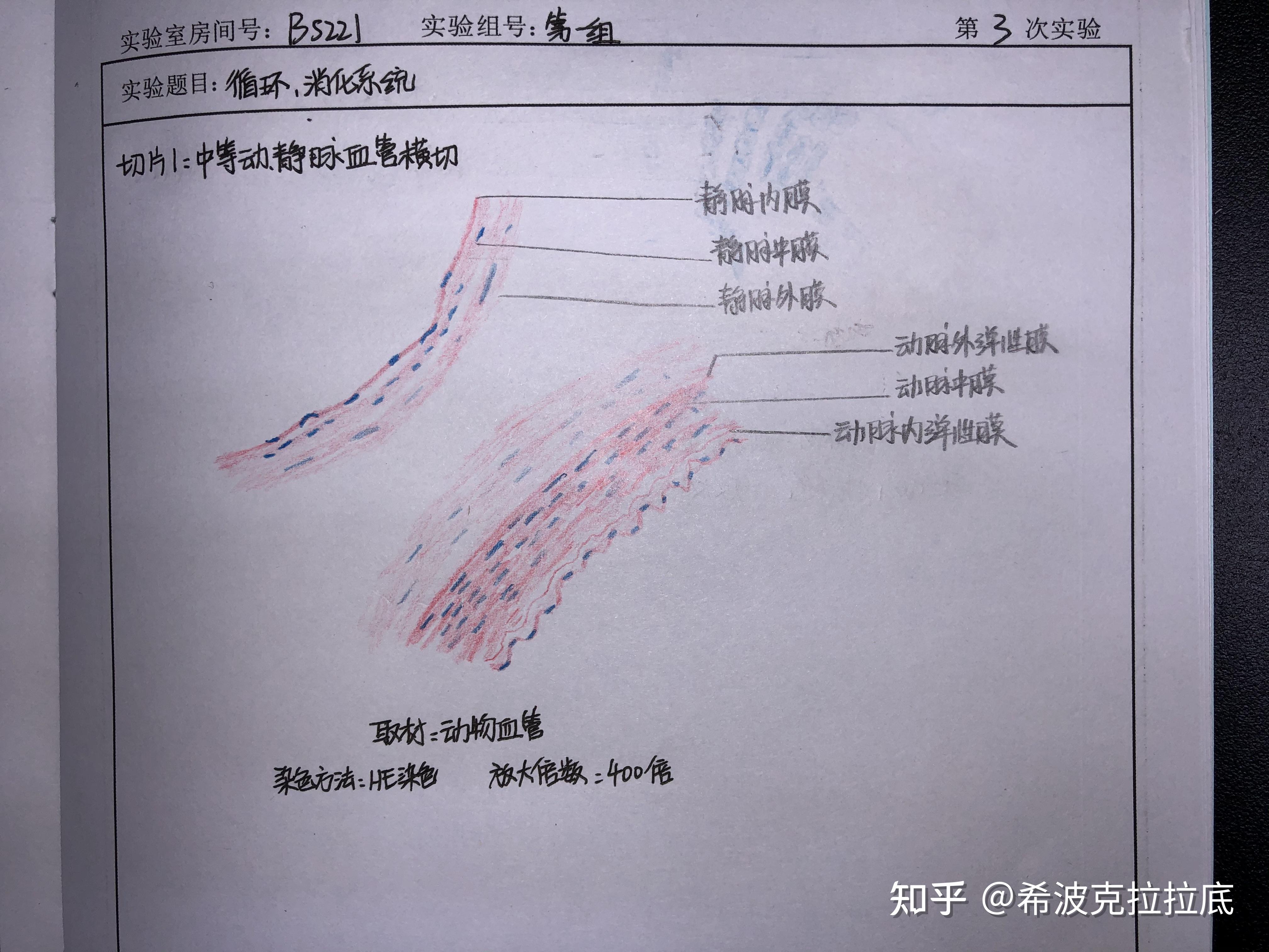 中动,静脉血管横切肝脏切片肺切片淋巴结切片肾脏切片甲状腺切片卵巢