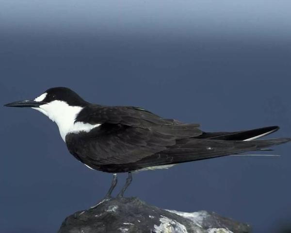 乌燕鸥 sooty tern