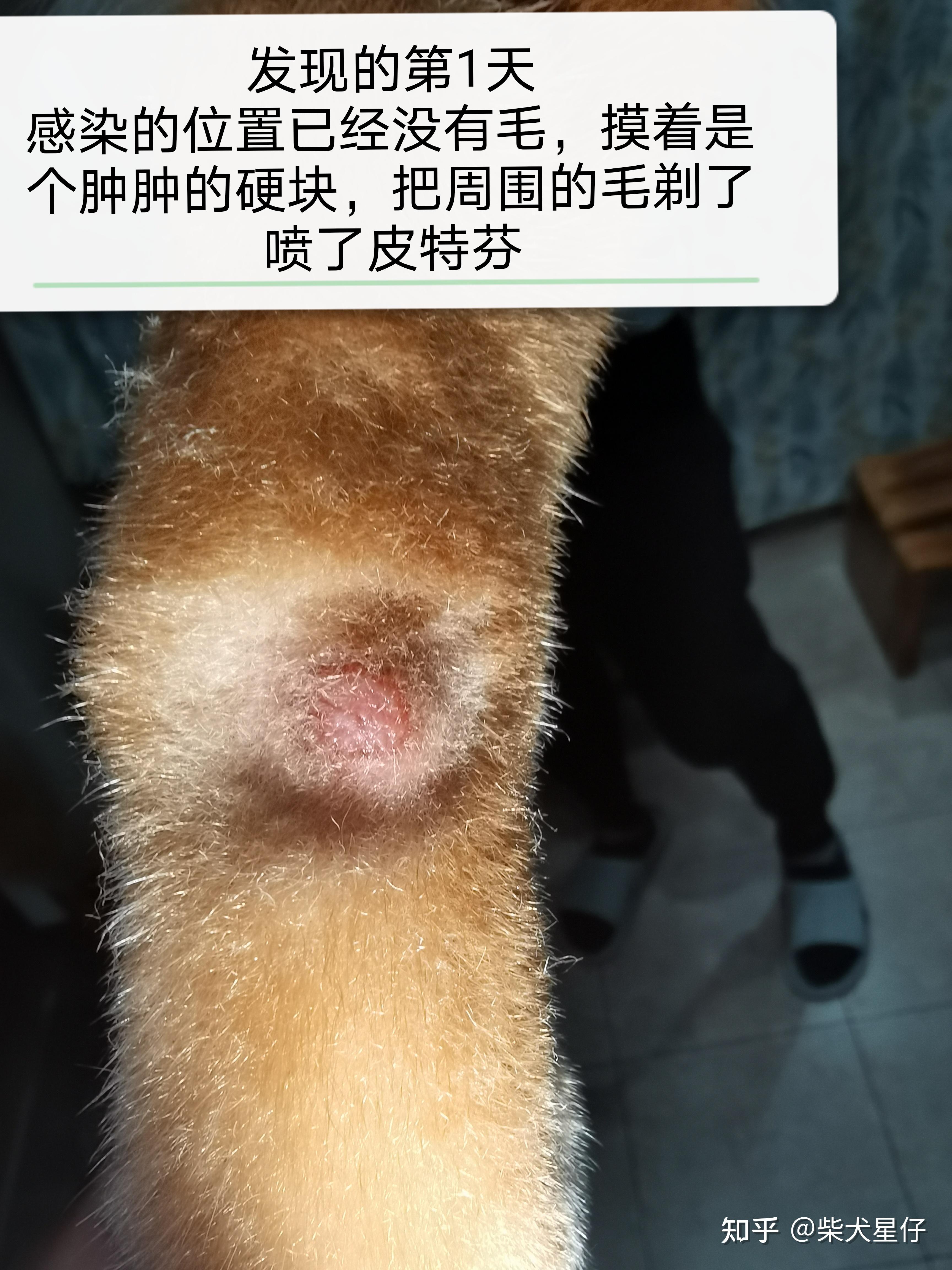 柴犬皮肤病?