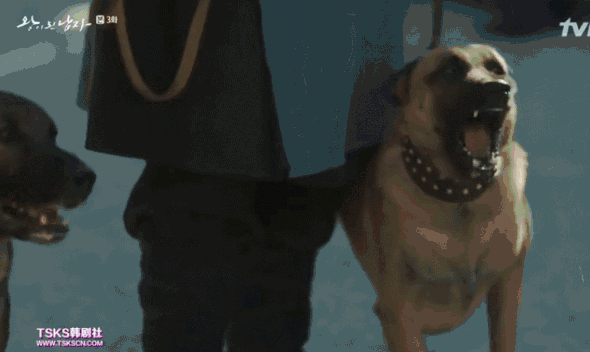 当时这些猎犬一阵狂吠,让都承旨和河善 心惊胆战.