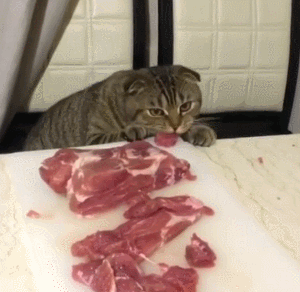 宠物食物丨一顿超简单的猫饭应该怎么做上