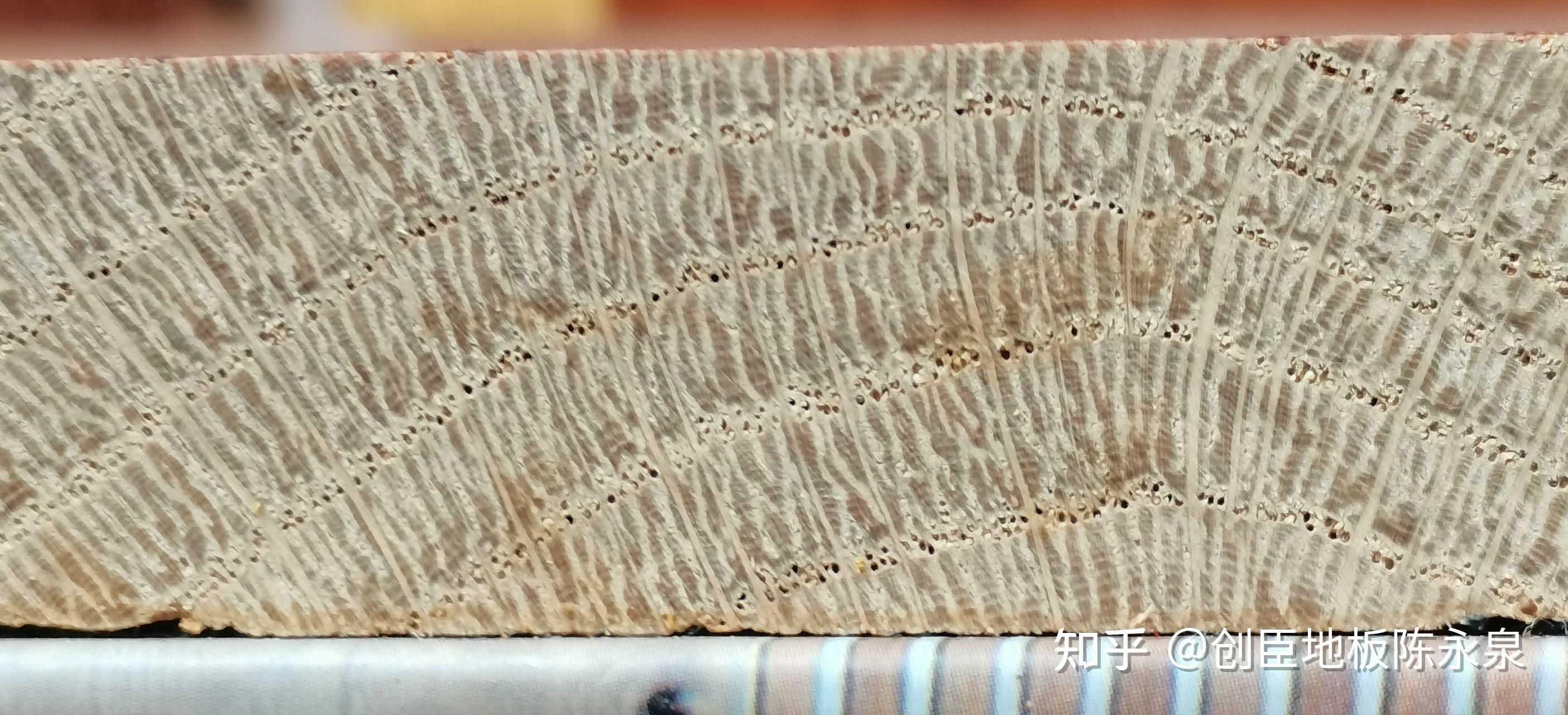 表面呈现有长短不一的,纤维管孔状,一类有明显年轮,还带有木髓射线的